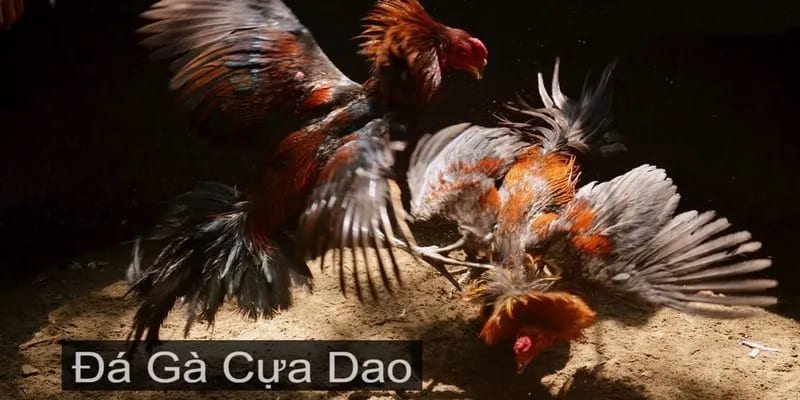 Đá gà cựa sắt ảnh đại diện