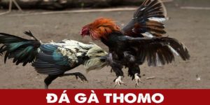 Đá gà thomo ảnh đại diện