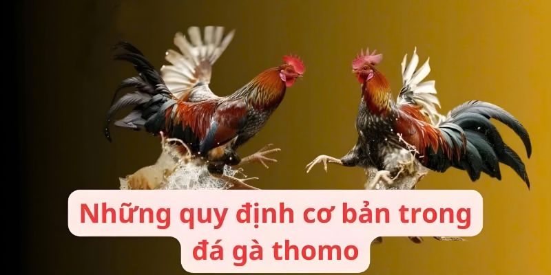 Quy luật thi đấu cơ bản tại trường đá Thomo